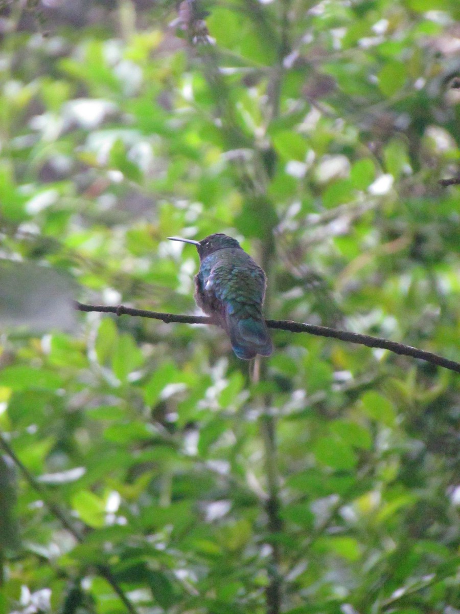 Колібрі синьочеревий - ML646563369