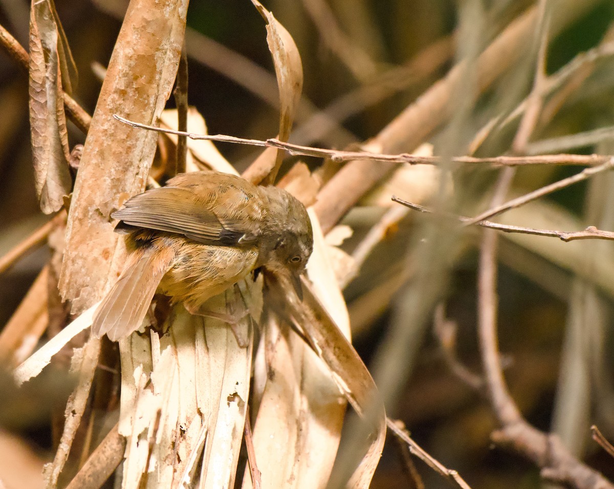 White-browed Scrubwren - ML646563370