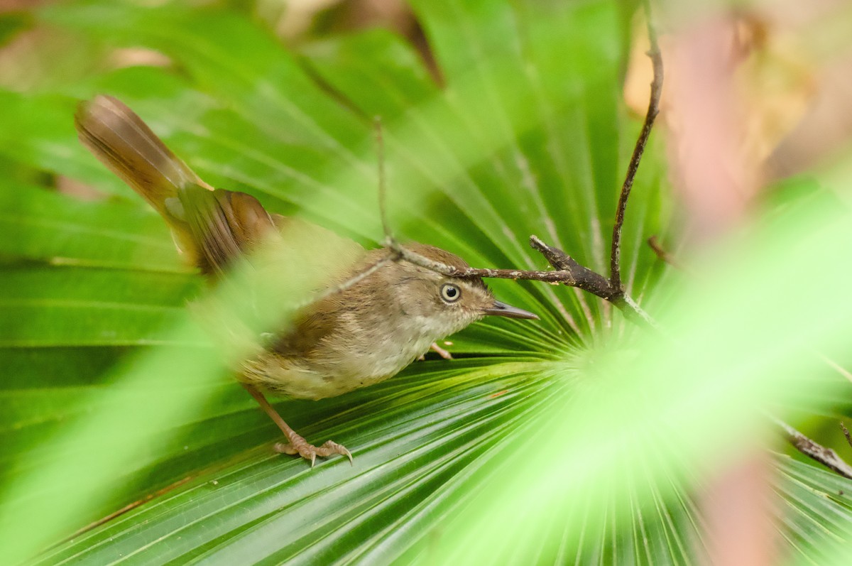 White-browed Scrubwren - ML646563371