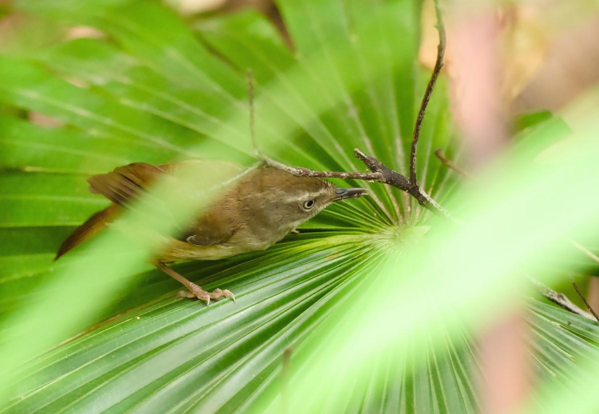 White-browed Scrubwren - ML646563372