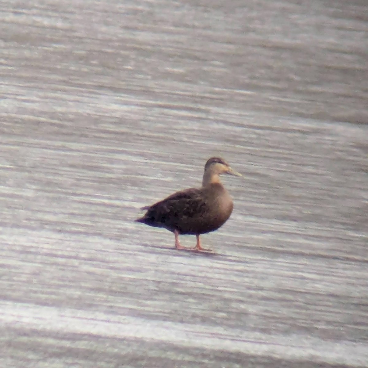 American Black Duck - ML646563373