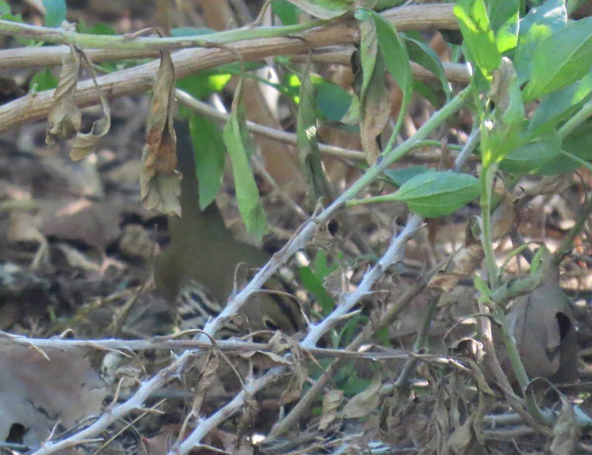 Ovenbird - ML646563374