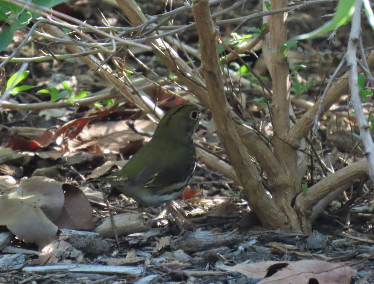 Ovenbird - ML646563379