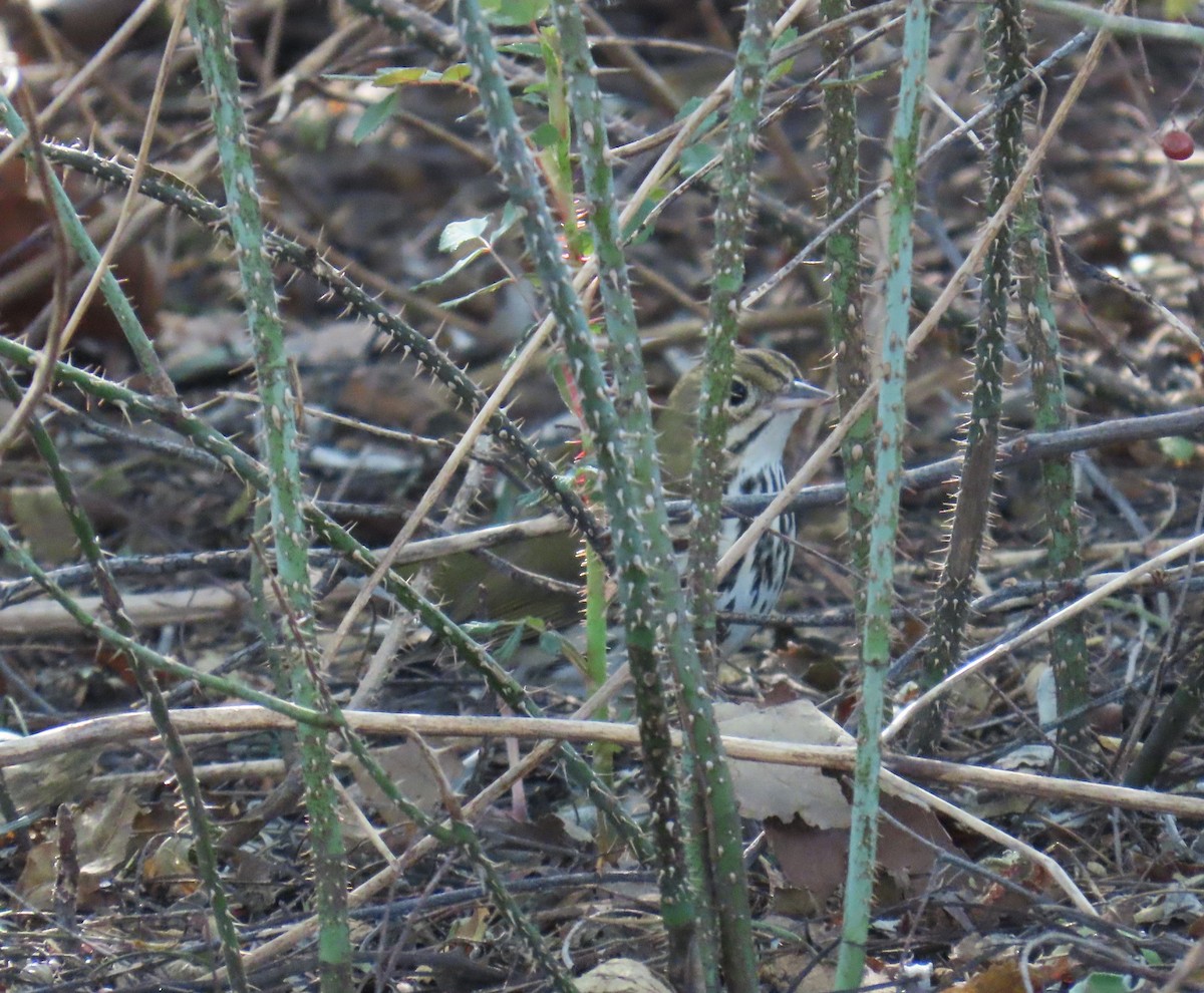 Ovenbird - ML646563381