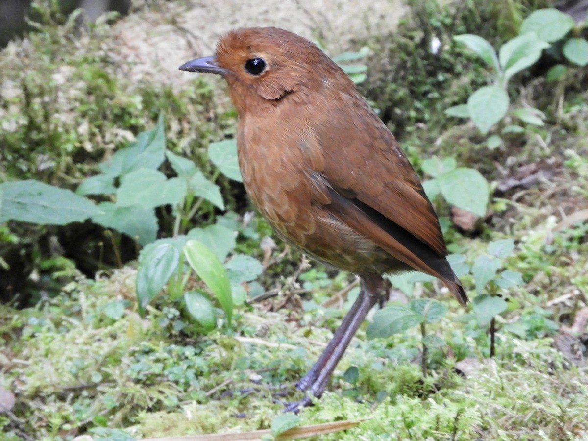 Equatorial Antpitta - ML646563382