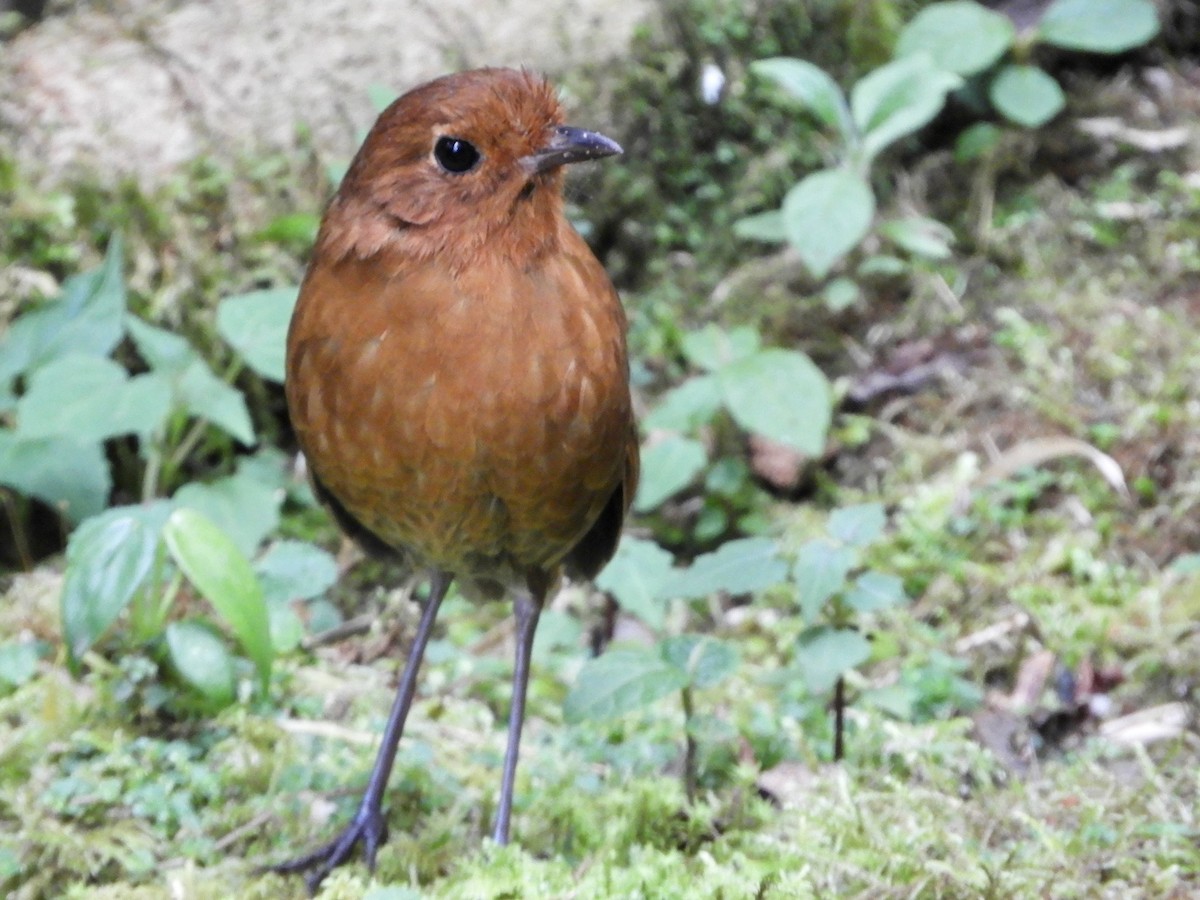Equatorial Antpitta - ML646563383