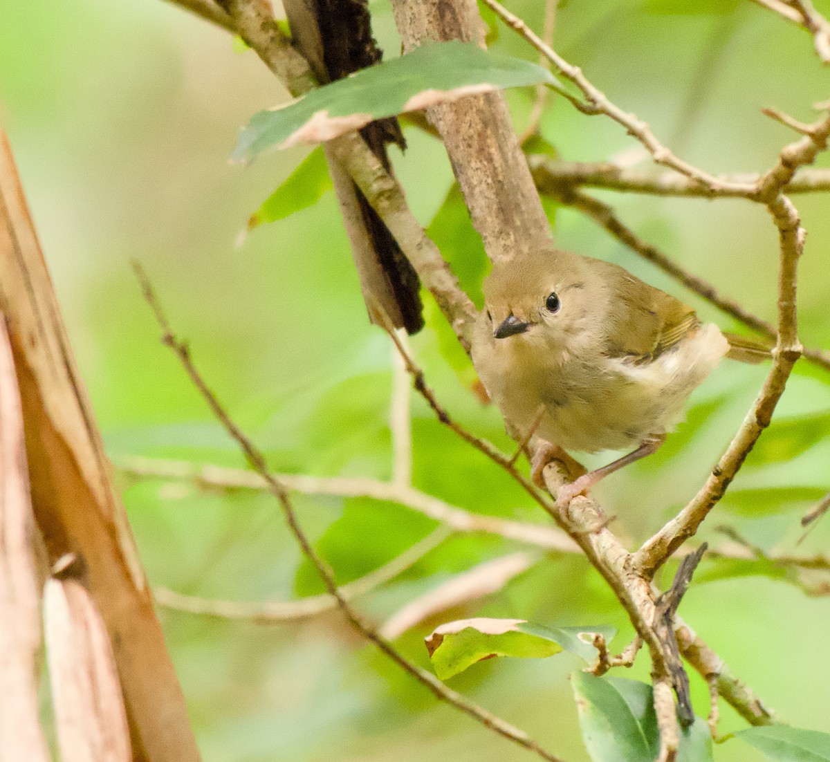 Large-billed Scrubwren - ML646563386