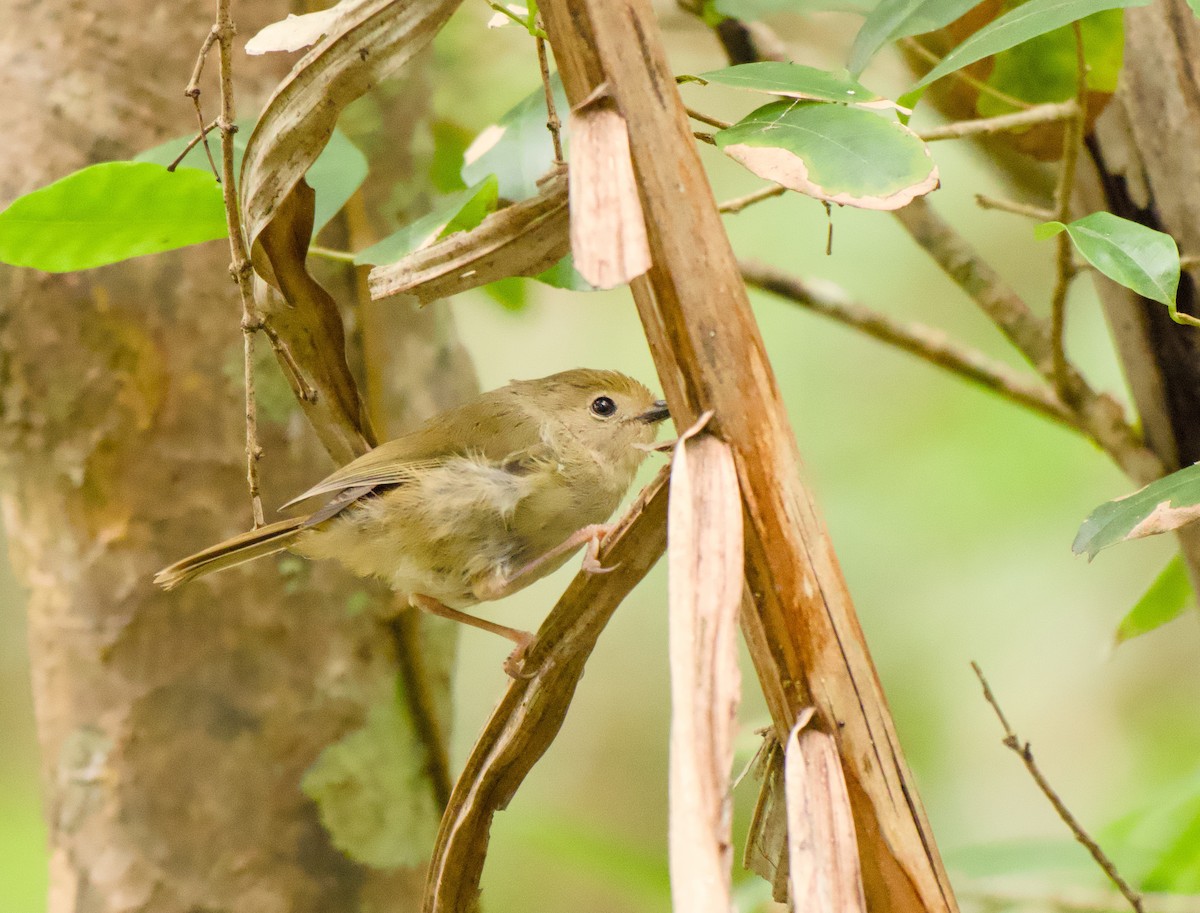 Large-billed Scrubwren - ML646563387