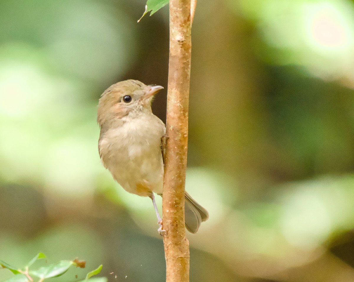 Large-billed Scrubwren - ML646563388