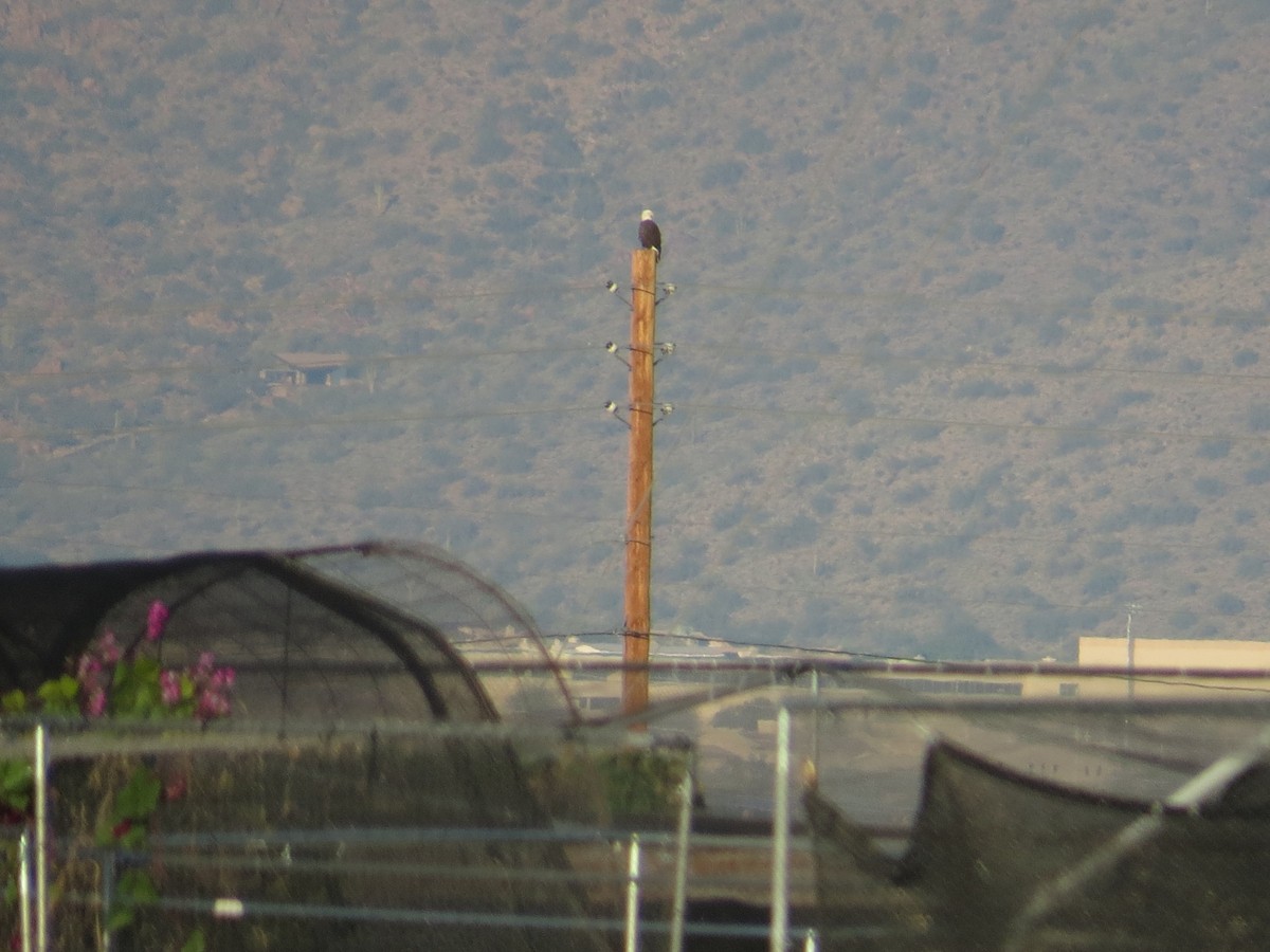 Bald Eagle - ML646563389