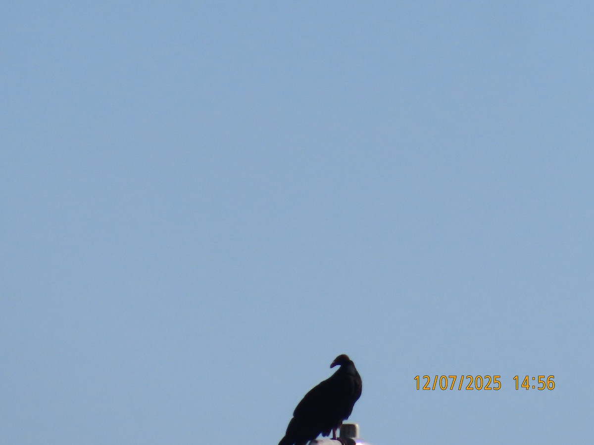 Urubu à tête rouge - ML646563392