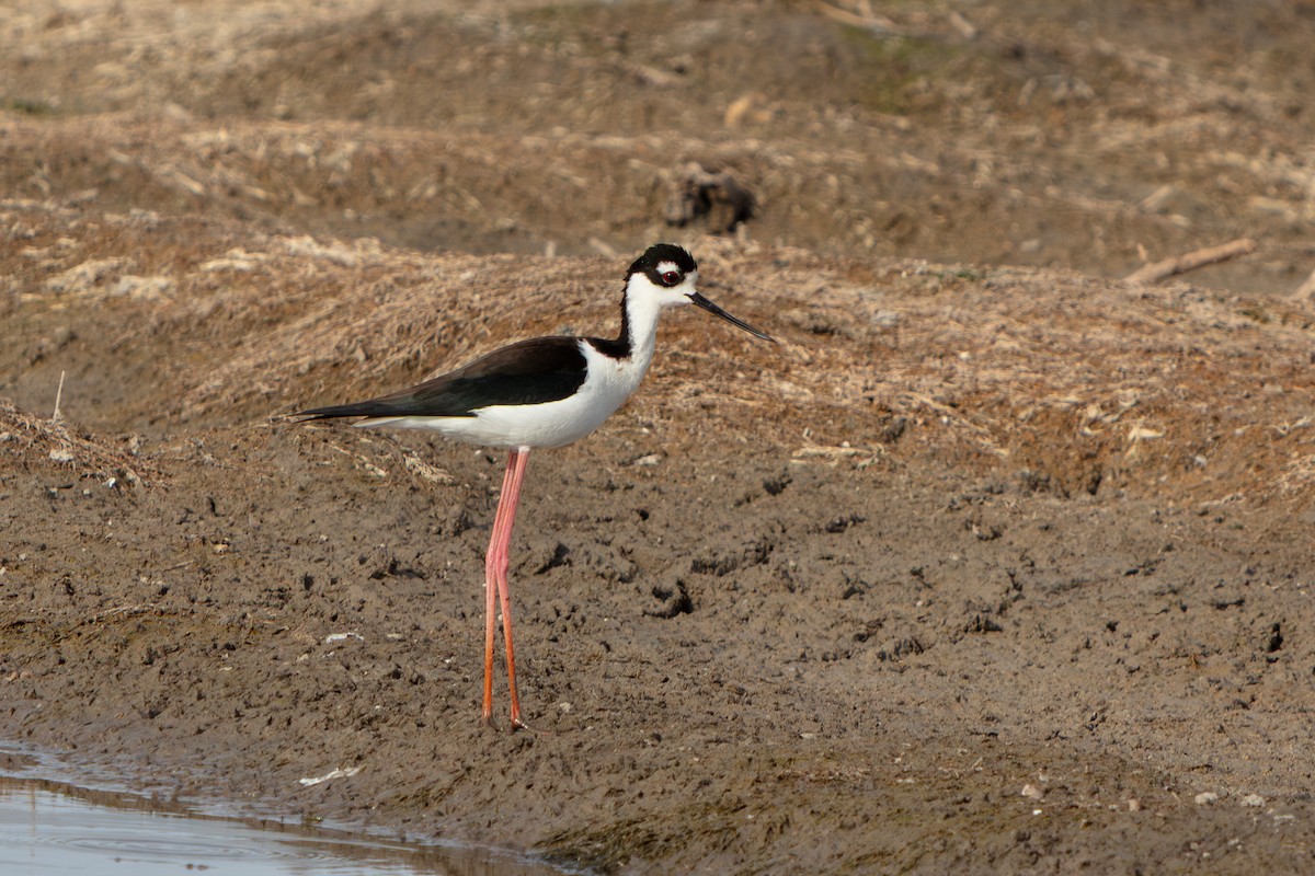 クロエリセイタカシギ - ML646563393