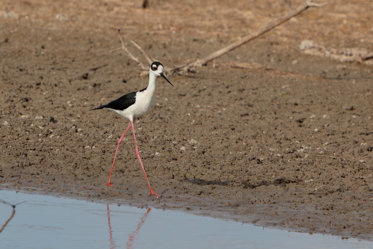 クロエリセイタカシギ - ML646563394