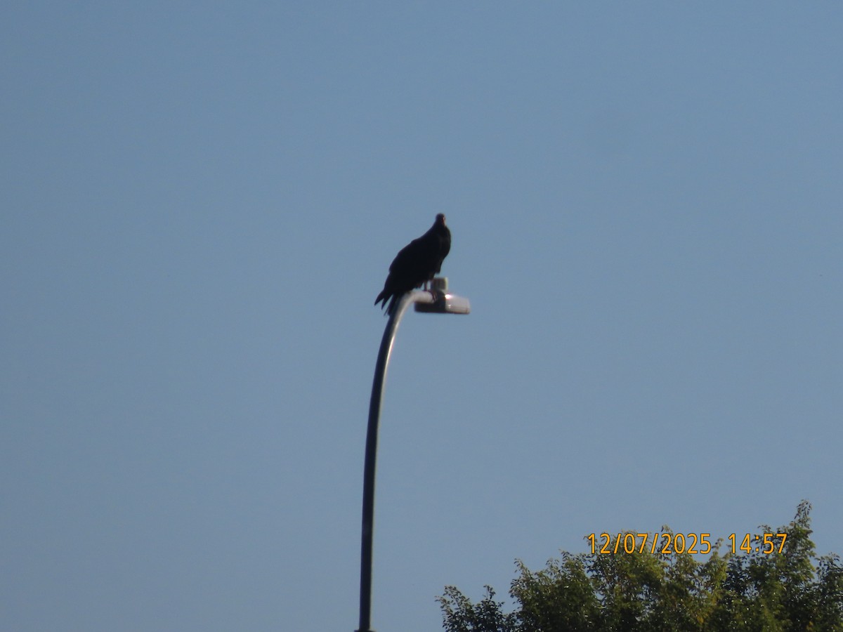 Urubu à tête rouge - ML646563395