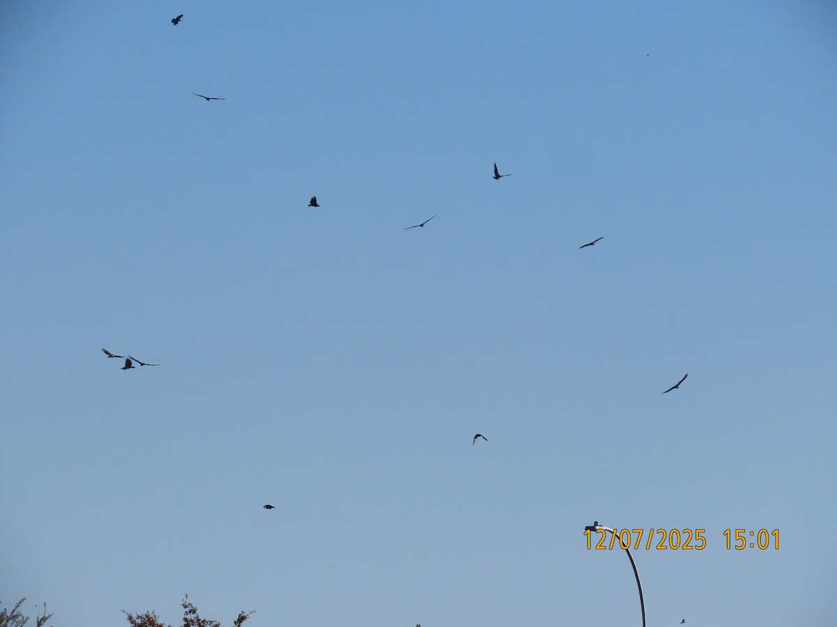 Urubu à tête rouge - ML646563396