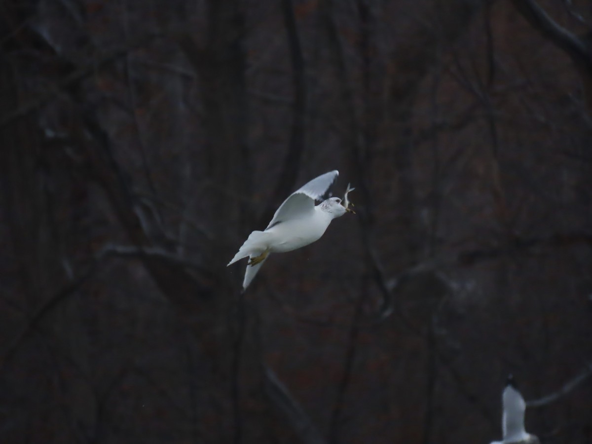 Gavina americana - ML646563397