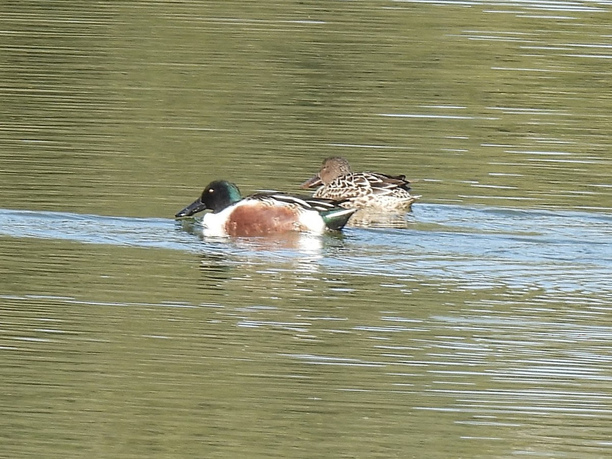 Широконоска - ML646563398