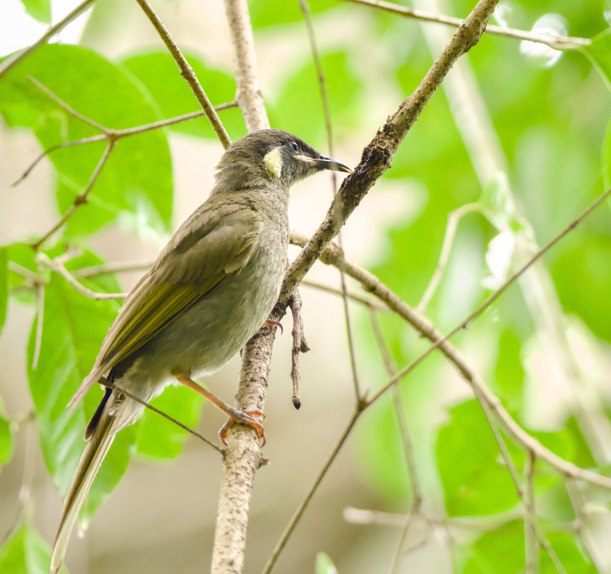 Lewin's Honeyeater - ML646563399