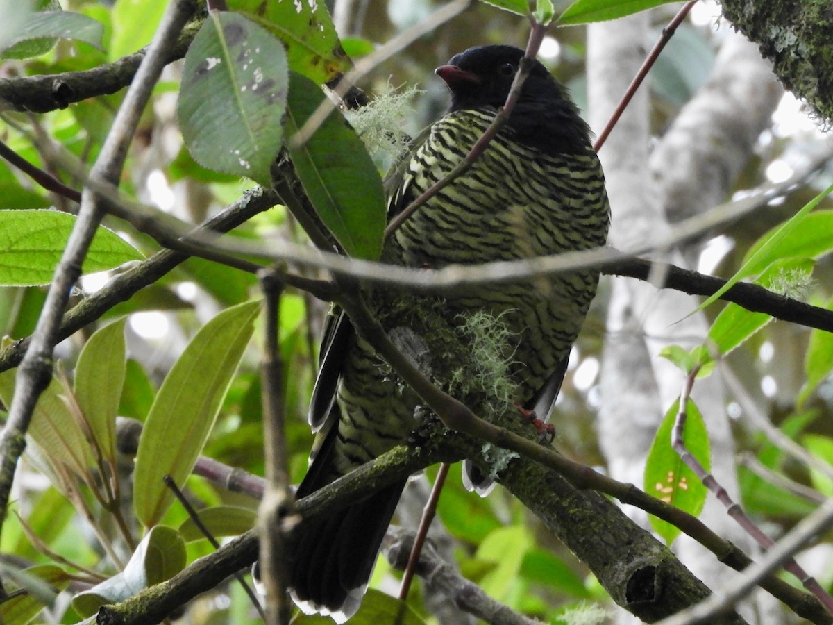Barred Fruiteater - ML646563400