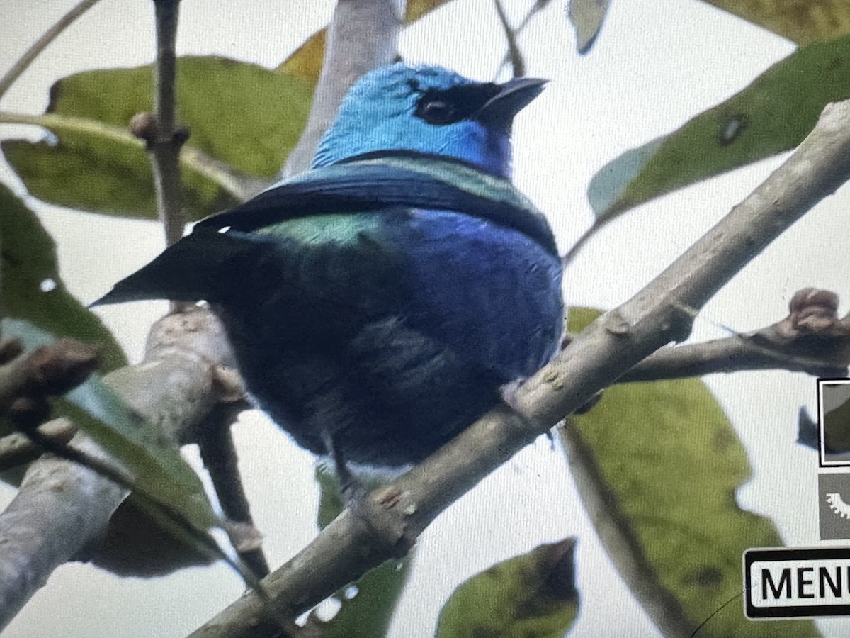 Танагра блакитношия - ML646563403