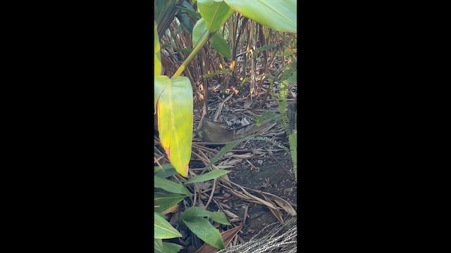 Reinita de Kentucky - ML646563404