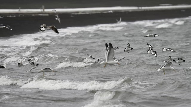 Pintado Petrel (Antarctic) - ML646563406