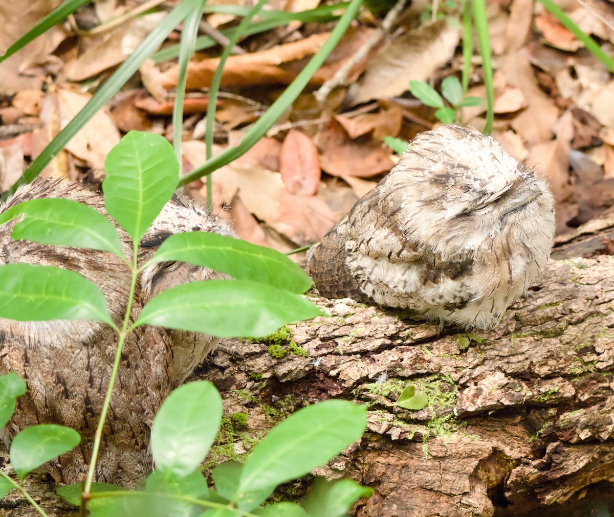 Tawny Frogmouth - ML646563407