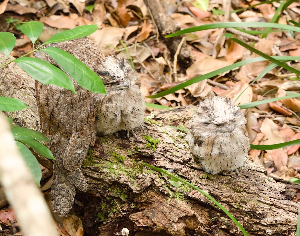 Tawny Frogmouth - ML646563408