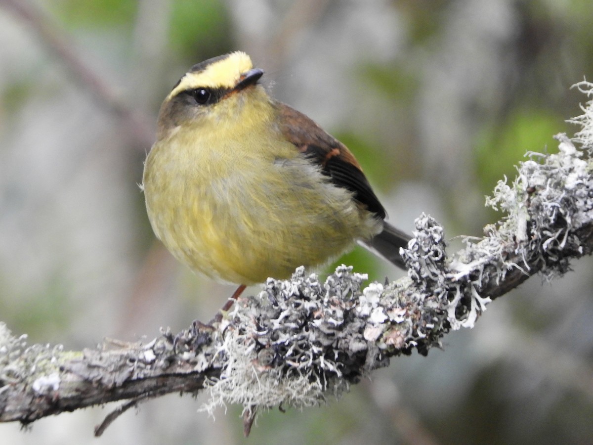 Yellow-bellied Chat-Tyrant - ML646563410