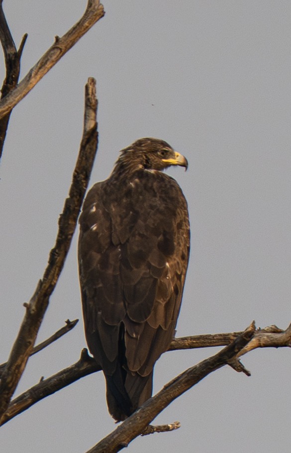 orel volavý - ML646563412