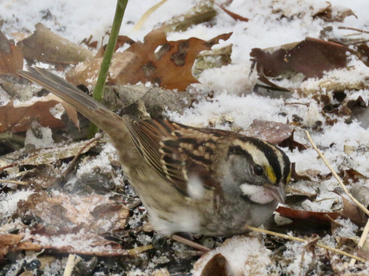 White-throated Sparrow - ML646563413