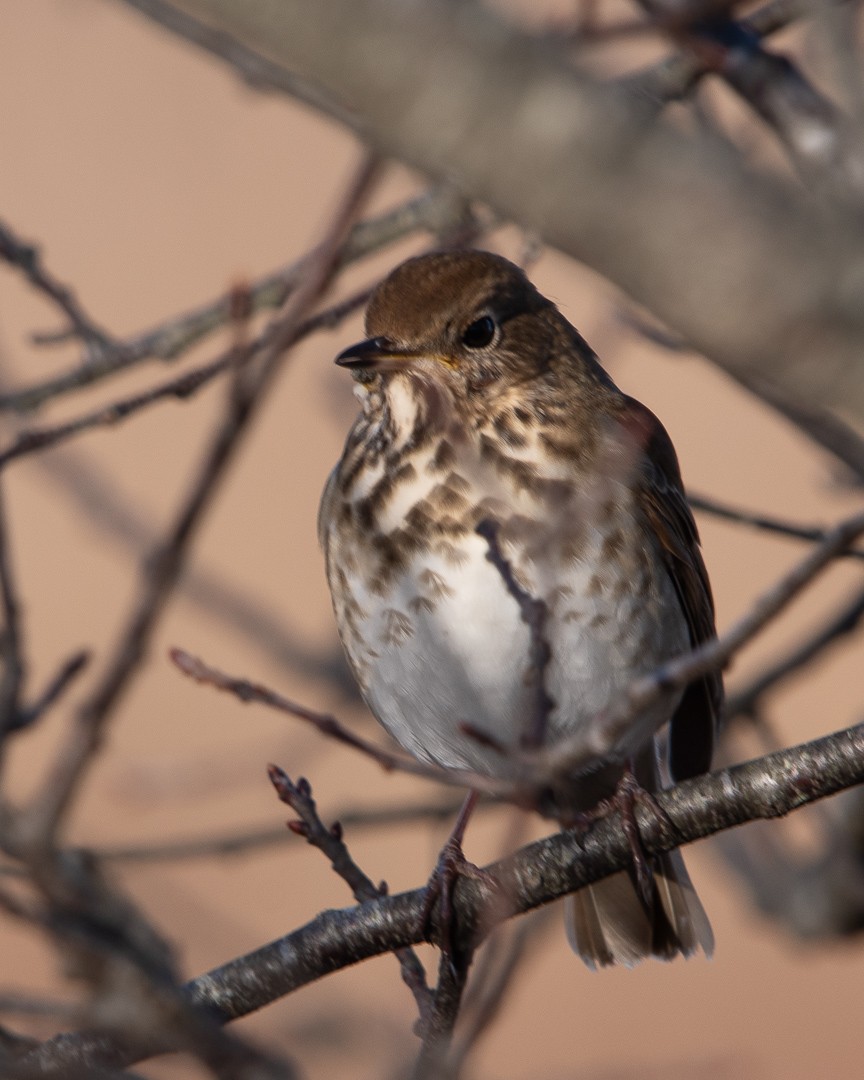 Дрізд-короткодзьоб плямистоволий (підвид faxoni/crymophilus) - ML646563414
