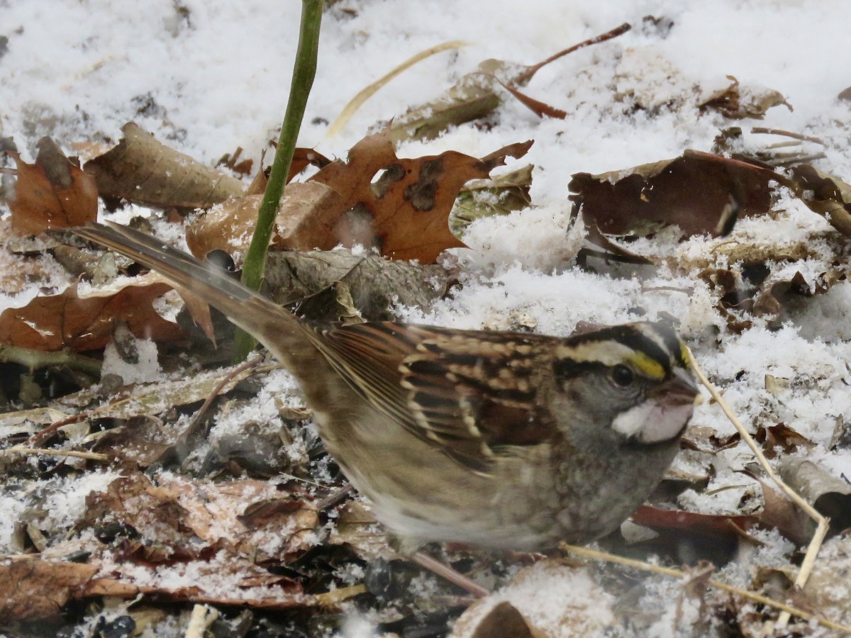 White-throated Sparrow - ML646563415