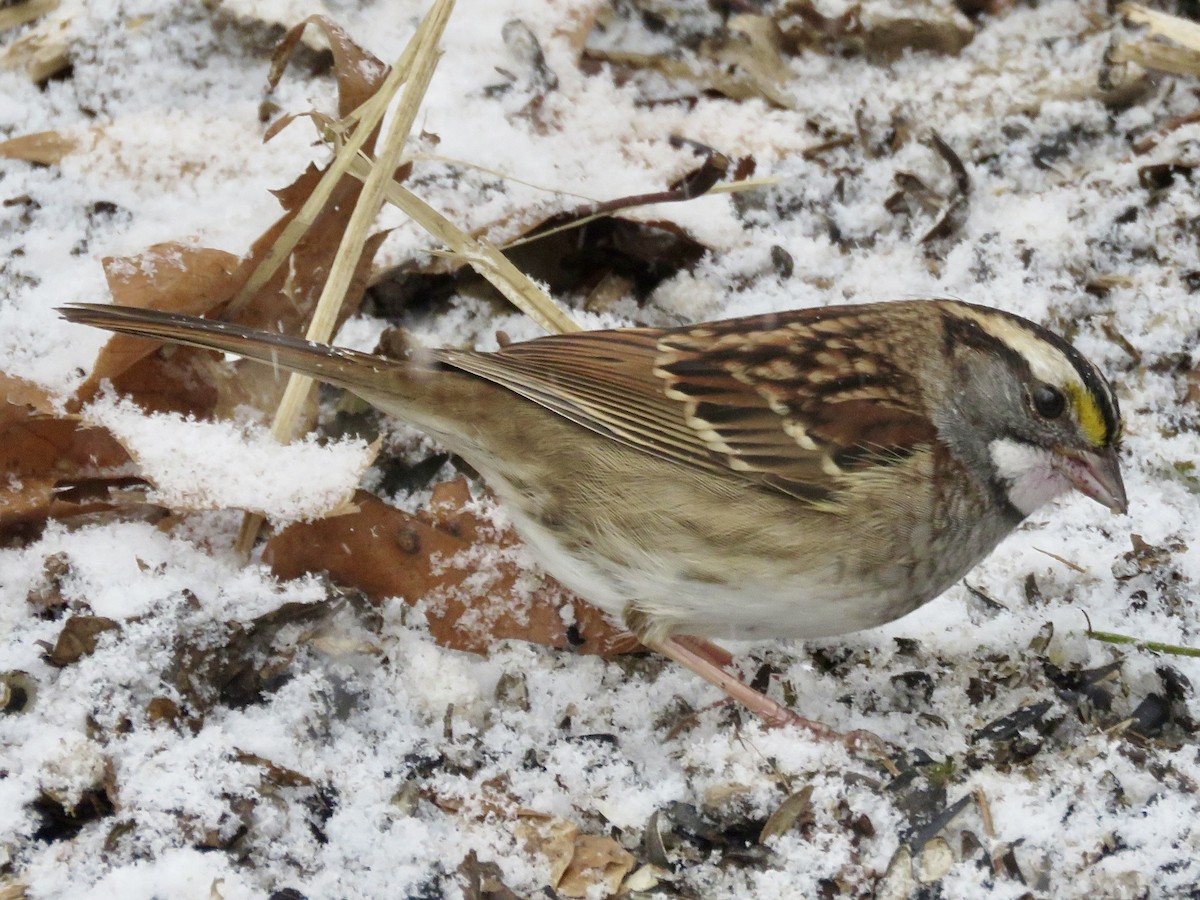 White-throated Sparrow - ML646563416