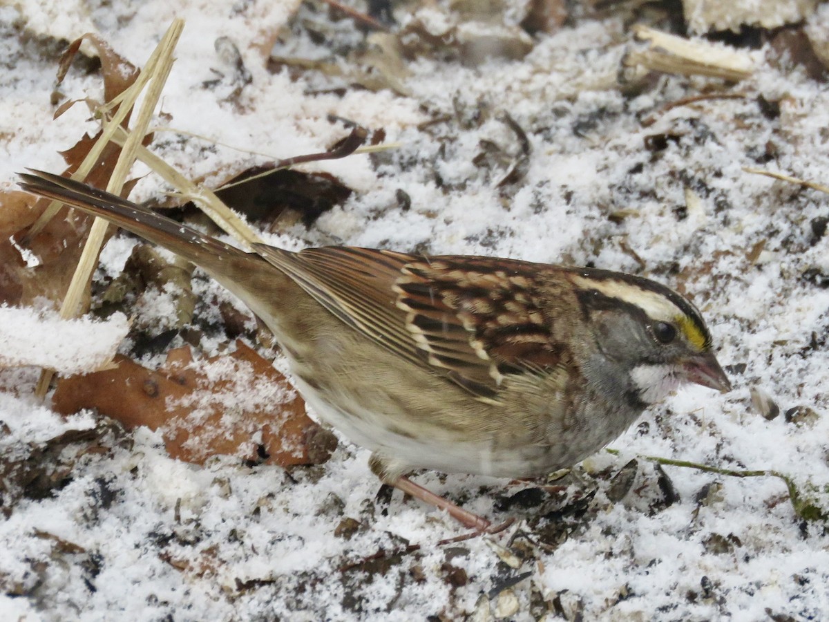 White-throated Sparrow - ML646563417