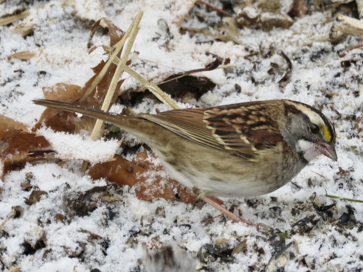 White-throated Sparrow - ML646563418