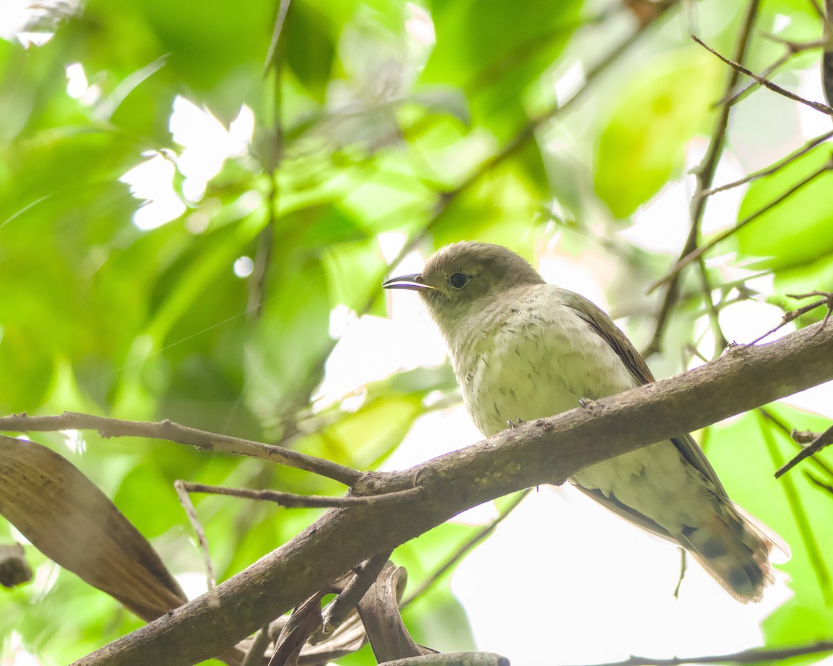 Little Bronze-Cuckoo - ML646563419