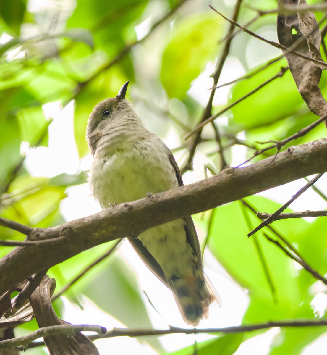 Little Bronze-Cuckoo - ML646563420