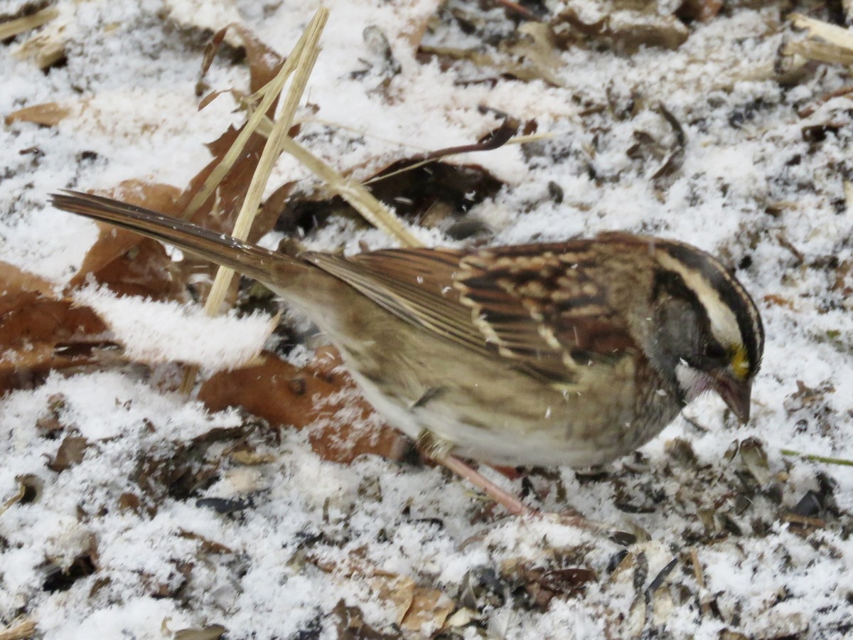 White-throated Sparrow - ML646563421