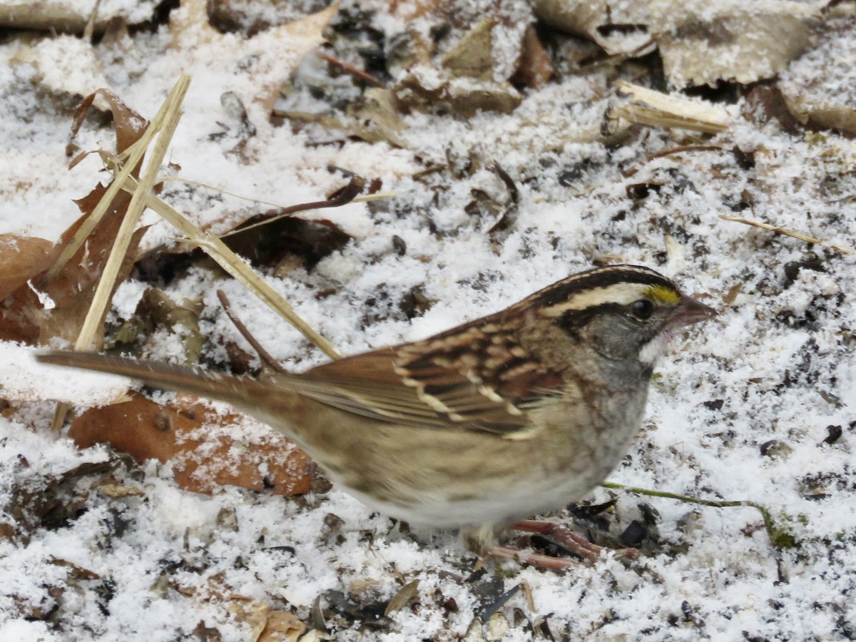 White-throated Sparrow - ML646563422