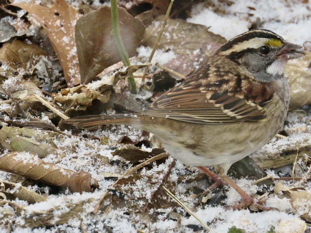 White-throated Sparrow - ML646563423