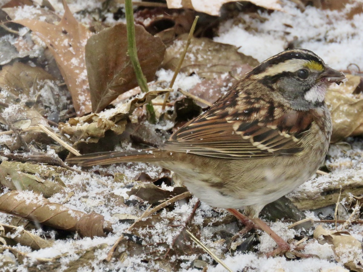 White-throated Sparrow - ML646563424