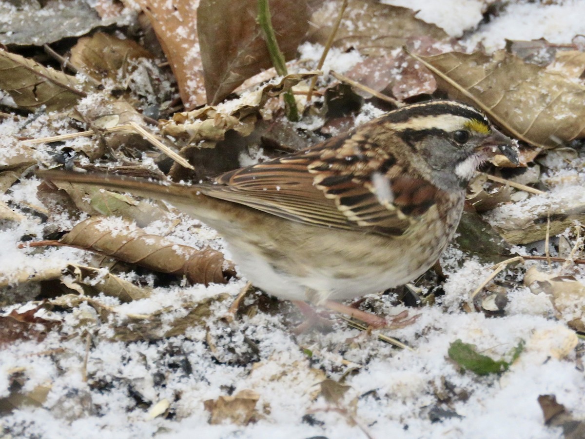 White-throated Sparrow - ML646563427