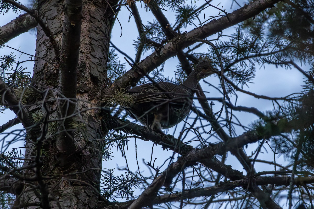 Dusky Grouse - ML646563428