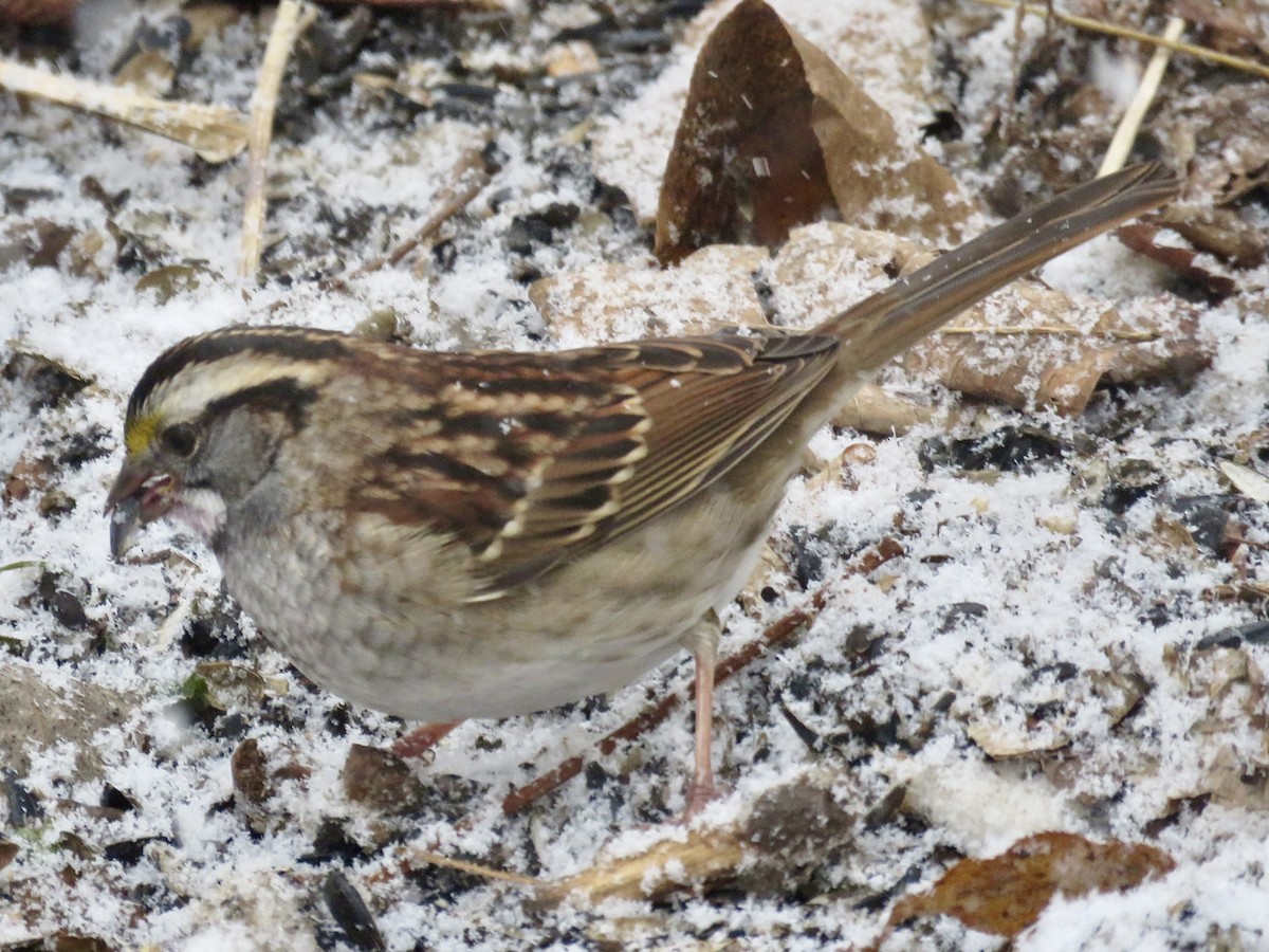 White-throated Sparrow - ML646563429