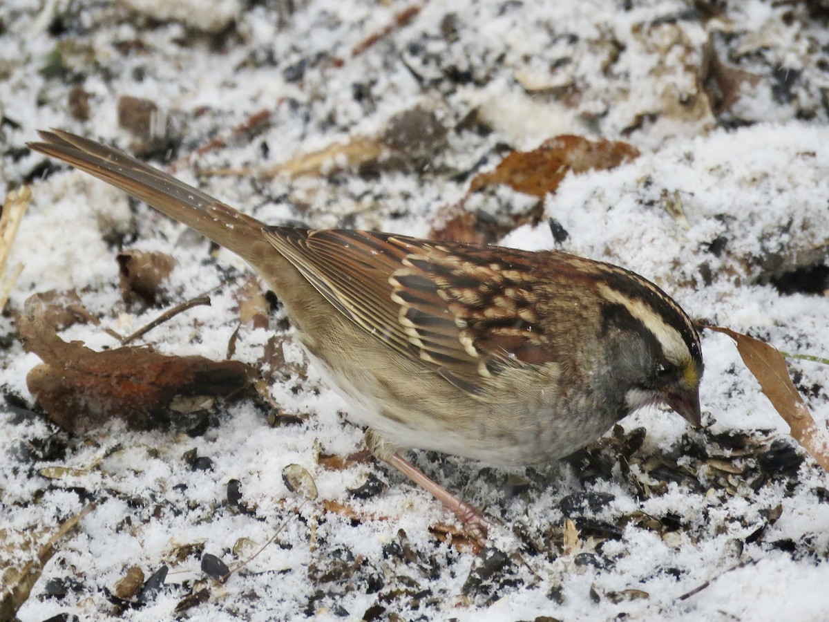 White-throated Sparrow - ML646563431