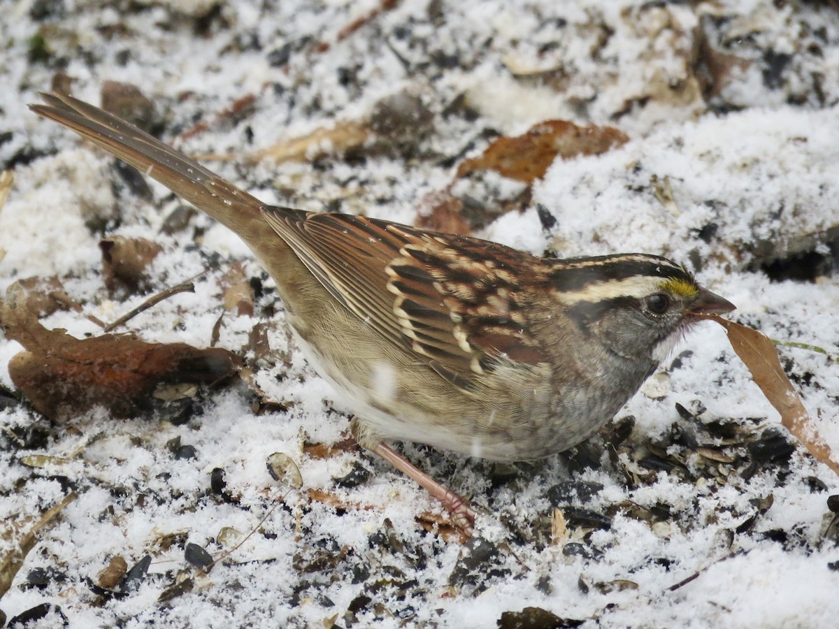 White-throated Sparrow - ML646563432