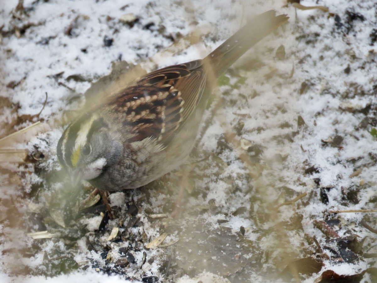 White-throated Sparrow - ML646563434