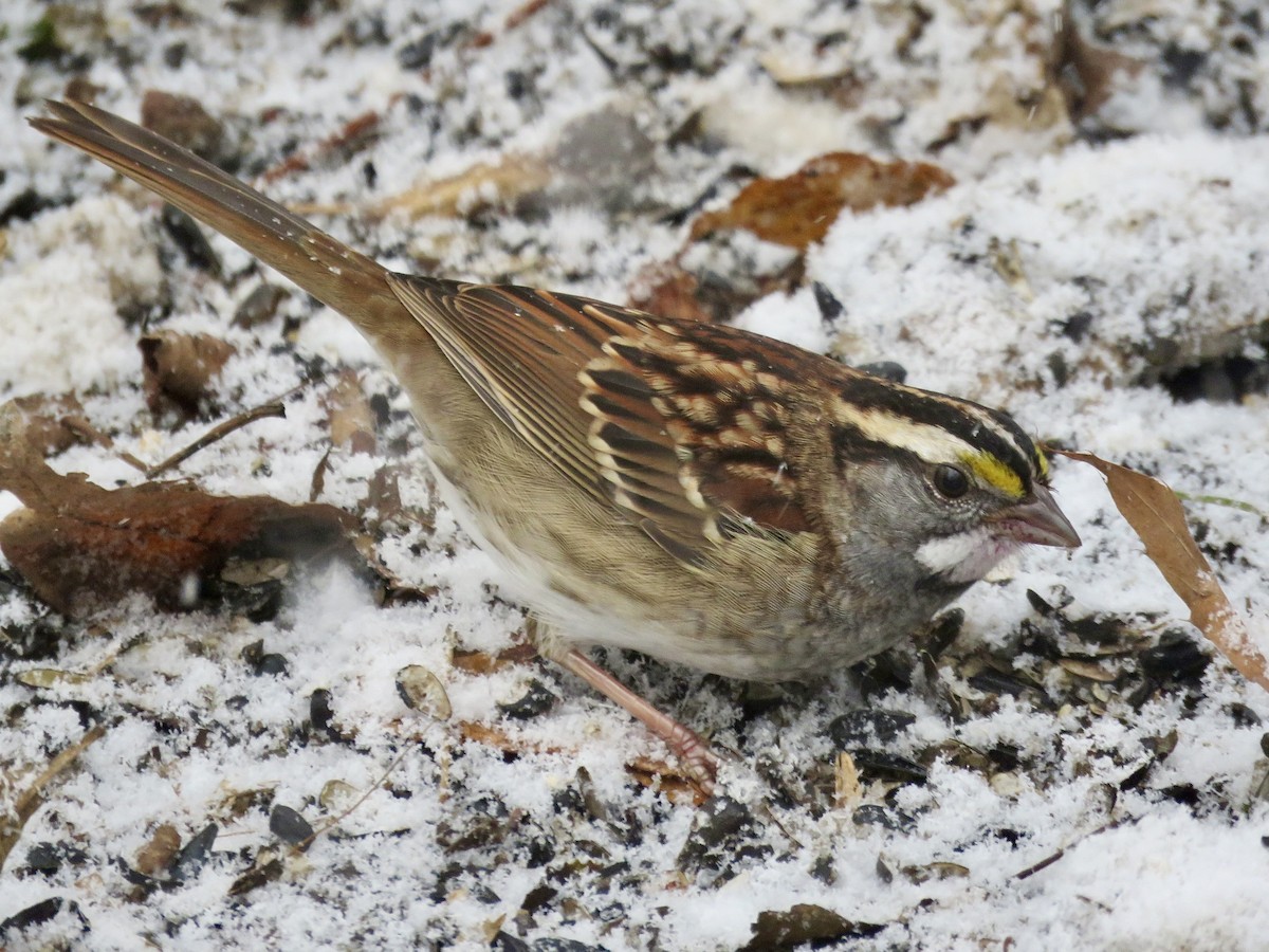 White-throated Sparrow - ML646563435