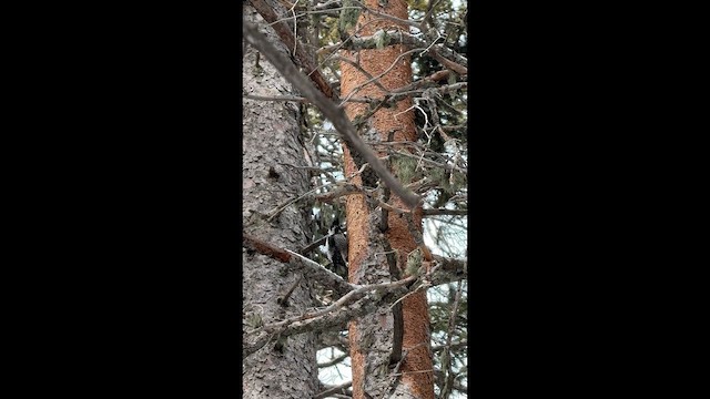 Американский трёхпалый дятел (dorsalis) - ML646563438